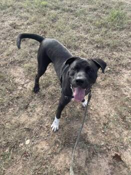 Pit Bull Terrier and Labrador Retriever Dogs Available for Adoption - Beef | PetCurious