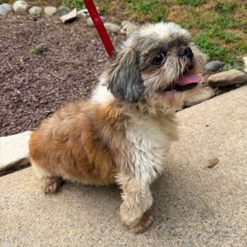 Anthony -  Shih Tzu Dog for Adoption in Chester Springs, Pennsylvania - Anthony | PetCurious