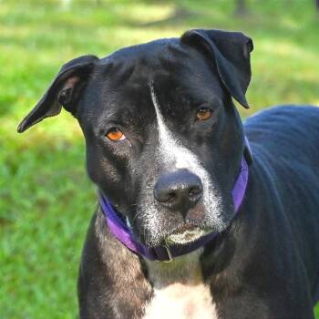 Mixed Breed Dogs Available for Adoption in Sarasota, Florida - Isla | PetCurious