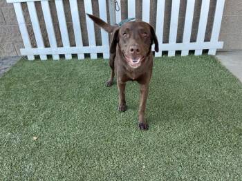 A614673 -  Labrador Retriever Dog for Adoption in Modesto, California - A614673 | PetCurious