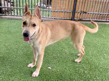 Rescue Shepherd and Shiba Inu Dogs for Adoption in Grass Valley, California - Lisa Skampson | PetCurious