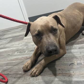 Pit Bull Terrier Dogs Available for Adoption in Richmond Hill, Georgia - Hershey | PetCurious