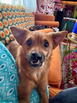 Chihuahua Dogs Available for Adoption - Penelope “Penny” | PetCurious