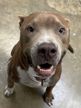 Rescue Pit Bull Terrier and Mixed Breed Dogs for Adoption in Lockhart, Texas - Iyanna | PetCurious