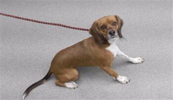 LADY -  Beagle and Cocker Spaniel Dog for Adoption in Omaha, Nebraska - LADY | PetCurious