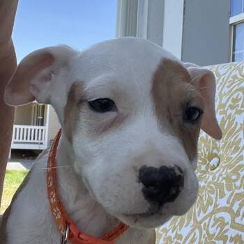 American Staffordshire Terrier and Mixed Breed Dogs Available for Adoption in Cartersville, Georgia - Praline-Orange | PetCurious