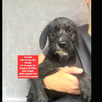 Tilt Shift -  Wirehaired Terrier Dog for Adoption in Oviedo, Florida - Tilt Shift | PetCurious