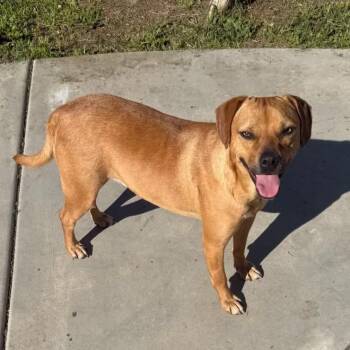 Terrier and Mixed Breed Dogs Available for Adoption - Rocky | PetCurious