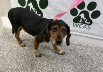 Flipper -  Beagle Dog for Adoption in Odessa, Florida - Flipper | PetCurious