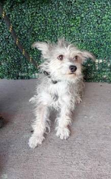 61723788 -  Terrier and Mixed Breed Dog for Adoption in El Paso, Texas - 61723788 | PetCurious