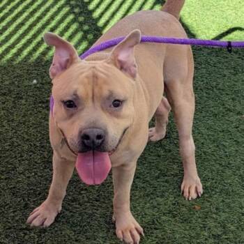 Mixed Breed and Pit Bull Terrier Dogs Available for Adoption - McLovin | PetCurious