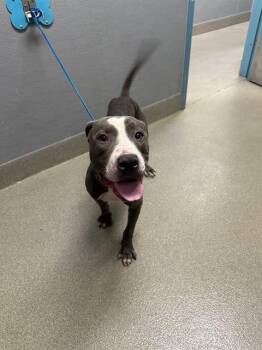 Pit Bull Terrier Dogs Available for Adoption in Las Vegas, Nevada - HOWDY DOODY | PetCurious