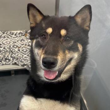 Buggaboo -  Mixed Breed Dog for Adoption in Allentown, Pennsylvania - Buggaboo | PetCurious
