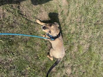 Rescue Shepherd Dogs for Adoption in Brookeville, Maryland - Jellybean | PetCurious
