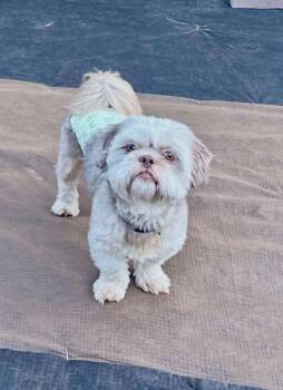 Willy -  Shih Tzu Dog for Adoption in Mcallen, Texas - Willy | PetCurious