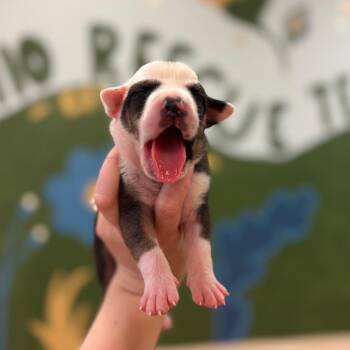 Marilyn Girl 2 -  Beagle Dog for Adoption in Springboro, Ohio - Marilyn Girl 2 | PetCurious