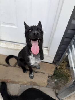 Khaos -  Husky Dog for Adoption in Akron, Ohio - Khaos | PetCurious