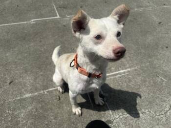 Parson Russell Terrier and Mixed Breed Dogs Available for Adoption in Mckinleyville, California - CHEERIO | PetCurious