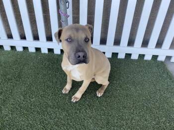 Pit Bull Terrier and Mixed Breed Dogs Available for Adoption - A606912 | PetCurious