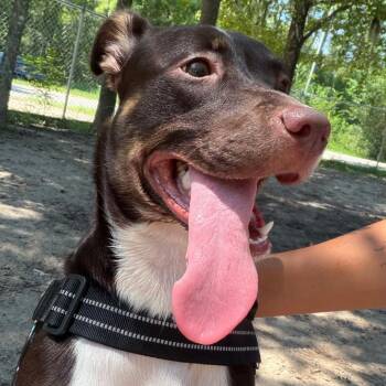 Ivie 29839 -  Mixed Breed Dog for Adoption in Middleburg, Florida - Ivie 29839 | PetCurious