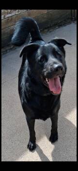 Boss -  Black Labrador Retriever Dog for Adoption in Little Falls, Minnesota - Boss | PetCurious