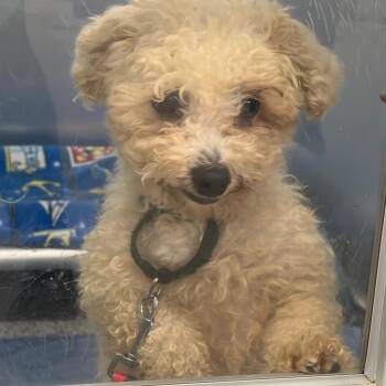 Baba Ghanoush -  Mixed Breed Dog for Adoption in Mentor, Ohio - Baba Ghanoush | PetCurious