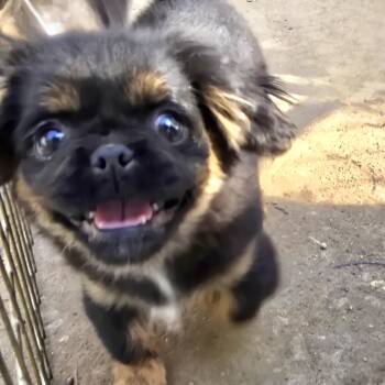 Pekingese Dogs Available for Adoption in Athens, Alabama - Gemma | PetCurious