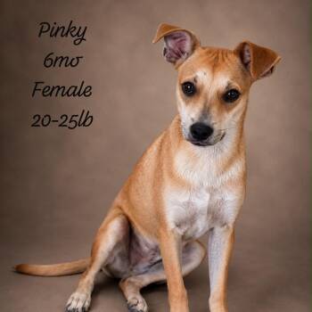 PINKY (out of town) -  Mixed Breed Dog for Adoption in New York, New York - PINKY (out Of Town) | PetCurious