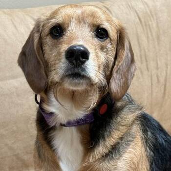 Airedale Terrier and Beagle Dogs Available for Adoption in Washington, Pennsylvania - Puppercino | PetCurious