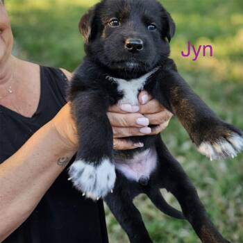 Shepherd Dogs Available for Adoption in Columbia, South Carolina - Jyn | PetCurious
