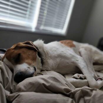 Zora -  Great Pyrenees and Beagle Dog Available for Adoption in Johnson City, Tennessee - Zora | PetCurious