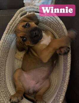 Rescue Coonhound Dogs for Adoption in St. Augustine, Florida - Winnie | PetCurious