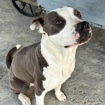 Rescue American Bully and Staffordshire Bull Terrier Dogs for Adoption in Watertown, Connecticut - Blue Duck | PetCurious