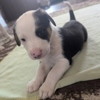 Rescue Hound Dogs for Adoption in West Plains, Missouri - Smokey | PetCurious