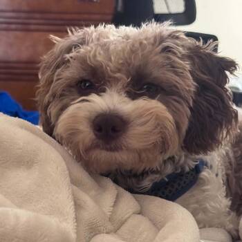 Milo -  Schnoodle Dog for Adoption in Yonkers, New York - Milo | PetCurious