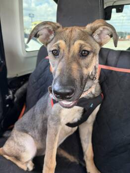 German Shepherd Dog Dogs Available for Adoption - Daisy | PetCurious