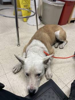 NIBBLER -  Australian Shepherd Dog for Adoption in Stockton, California - NIBBLER | PetCurious