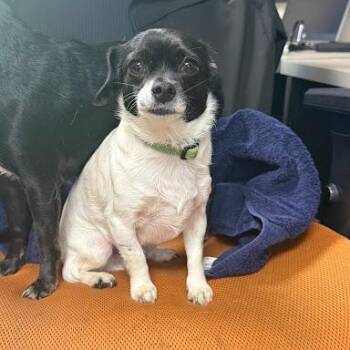 Chihuahua Dogs Available for Adoption in Bethel, Connecticut - BB | PetCurious