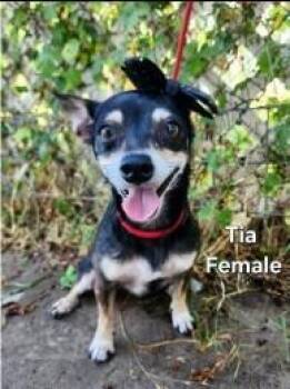 Tia -  Chihuahua Dog for Adoption - Tia | PetCurious