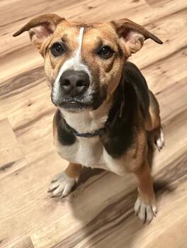 Mixed Breed Dogs Available for Adoption - Rosie | PetCurious