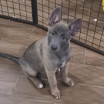 Belgian Shepherd Malinois Dogs Available for Adoption in Cumming, Georgia - Sherly 22218 | PetCurious