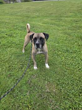 Parmida -  Mixed Breed Dog for Adoption in Vaudreuil-dorion, Quebec - Parmida | PetCurious