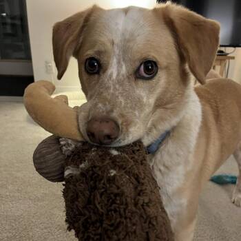 Cattle Dog and Cocker Spaniel Dogs Available for Adoption - Max D10543 | PetCurious