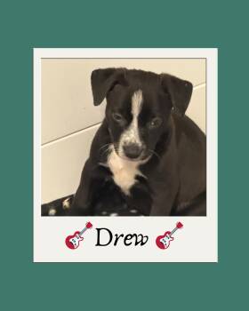 Pit Bull Terrier and Australian Cattle Dog Blue Heeler Dogs Available for Adoption in Tucson, Arizona - Drew (The Swiftie Litter) | PetCurious