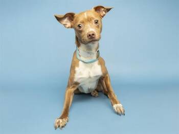 TONY -  Chihuahua Dog for Adoption in Phoenix, Arizona - TONY | PetCurious