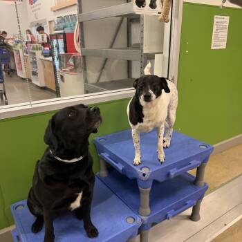 English Pointer and Fox Terrier Dogs Available for Adoption - SNOOPY AND ROXY BONDED BROTHER AND SISTER | PetCurious