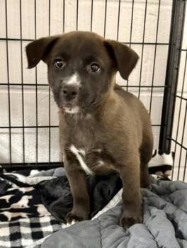 Martha -  Black Mouth Cur and Mixed Breed Dog Available for Adoption in Picayune, Mississippi - Martha | PetCurious