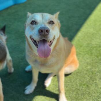 Lea A2261855 -  Shepherd and Mixed Breed Dog for Adoption in Los Angeles, California - Lea A2261855 | PetCurious