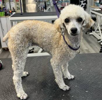 Maggie May -  Miniature Poodle Dog for Adoption in Franklin, Tennessee - Maggie May | PetCurious