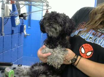 MUNKEY -  Poodle Dog for Adoption in Albuquerque, New Mexico - MUNKEY | PetCurious